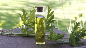 rose-geranium-herbal-oil