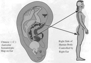 there is a correspondence between the ear and the entire body, and we can treat the entire body by just treating the ear.