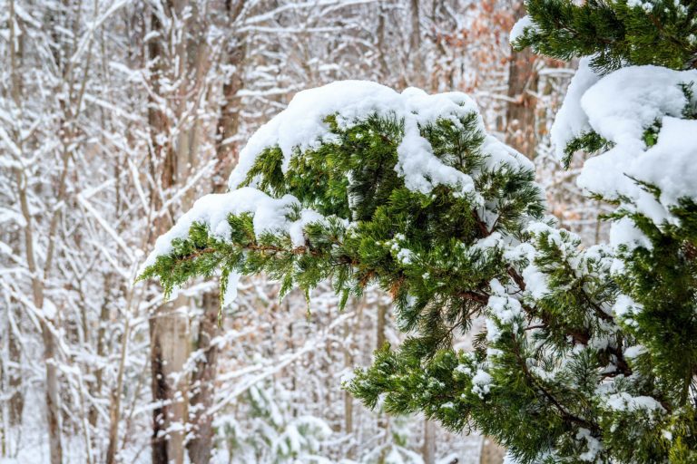 Welcoming Winter with essential oils of Cedar, Juniper and Geranium