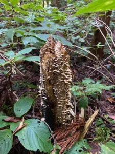 mushrooms grow on logs along foot paths in the north country.