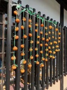 persimmons are harvested and hung outside in the crisp fall air to dry