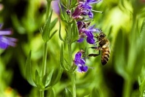 hyssop flower essential oil is associated with fall